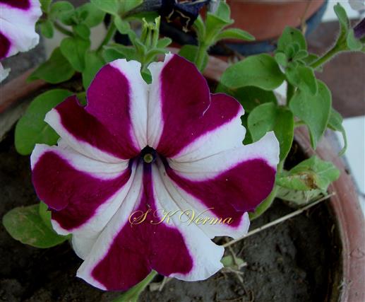  Flower